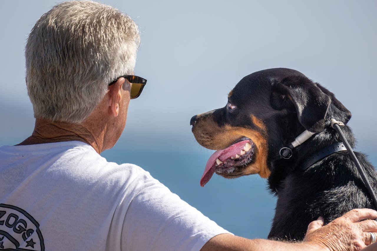 Apesar de sua fama de cão de guarda, pode ser extremamente dócil com a família. Seu instinto protetor faz com que seja atento e sempre vigilante. No entanto, uma socialização adequada é essencial para evitar comportamentos agressivos.