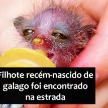 Filhote minúsculo de galago chama atenção na África -  - Reprodução de Rede Social