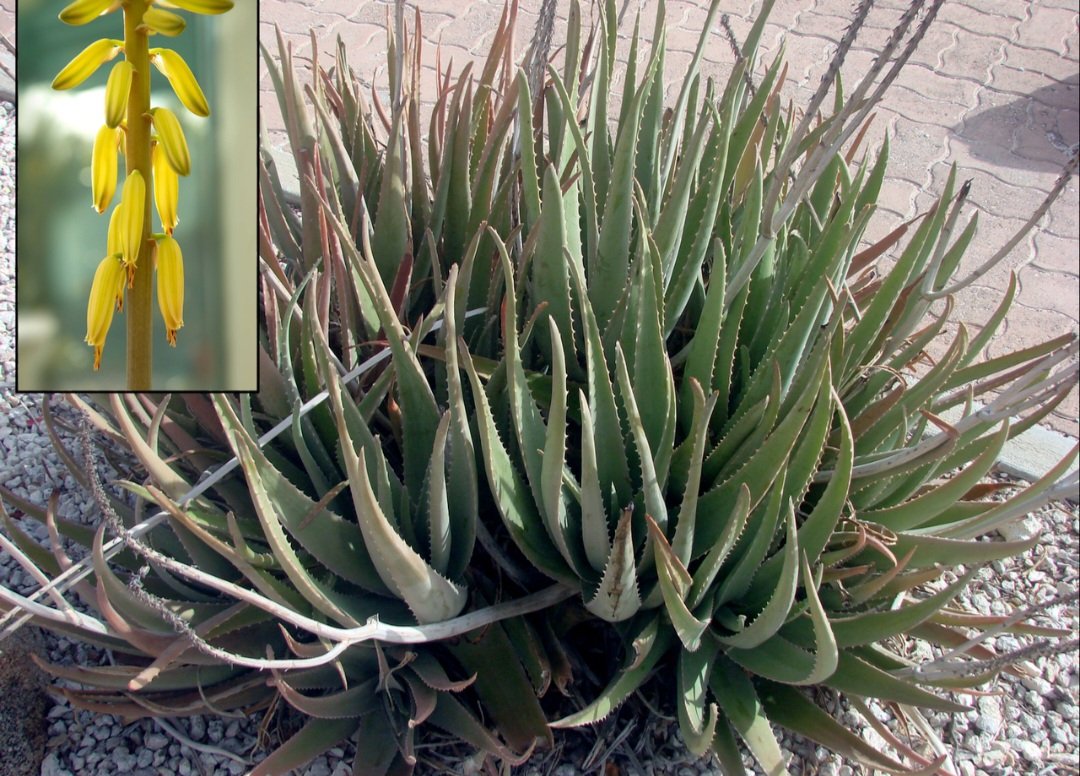 Além disso, o consumo excessivo pode levar a complicações como hipocalemia, uma condição caracterizada pela falta de potássio no sangue, que pode provocar fraqueza, câimbras musculares e até arritmias cardíacas.