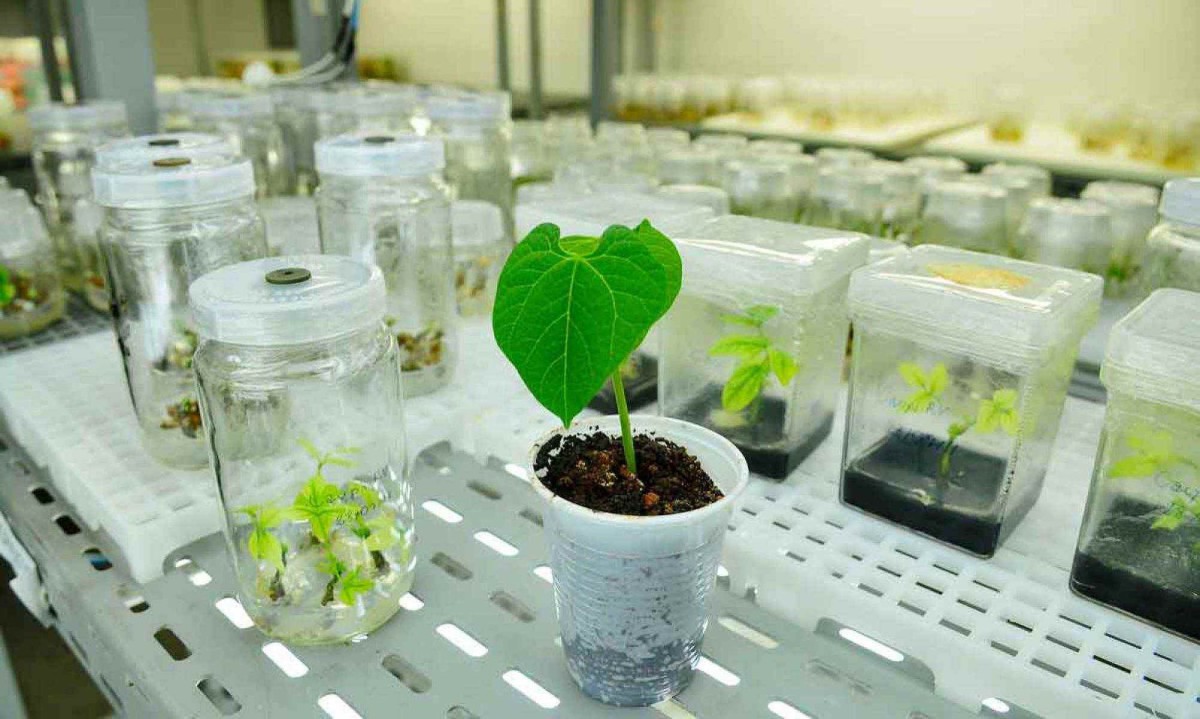 A Embrapa, principal referência na produção de tecnologia para o agronegócio brasileiro, enfrenta uma crise de alta complexidade - (crédito: Breno Fortes/CB/D.A Pre – 29/9/11) A Embrapa, principal referência na produção de tecnologia para o agronegócio brasileiro, enfrenta uma crise de alta complexidade - (crédito: Breno Fortes/CB/D.A Pre – 29/9/11)