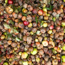 Sistema eficaz faz Coreia do Sul reciclar 97% dos restos de comida - Marek Studzinski/Unsplash