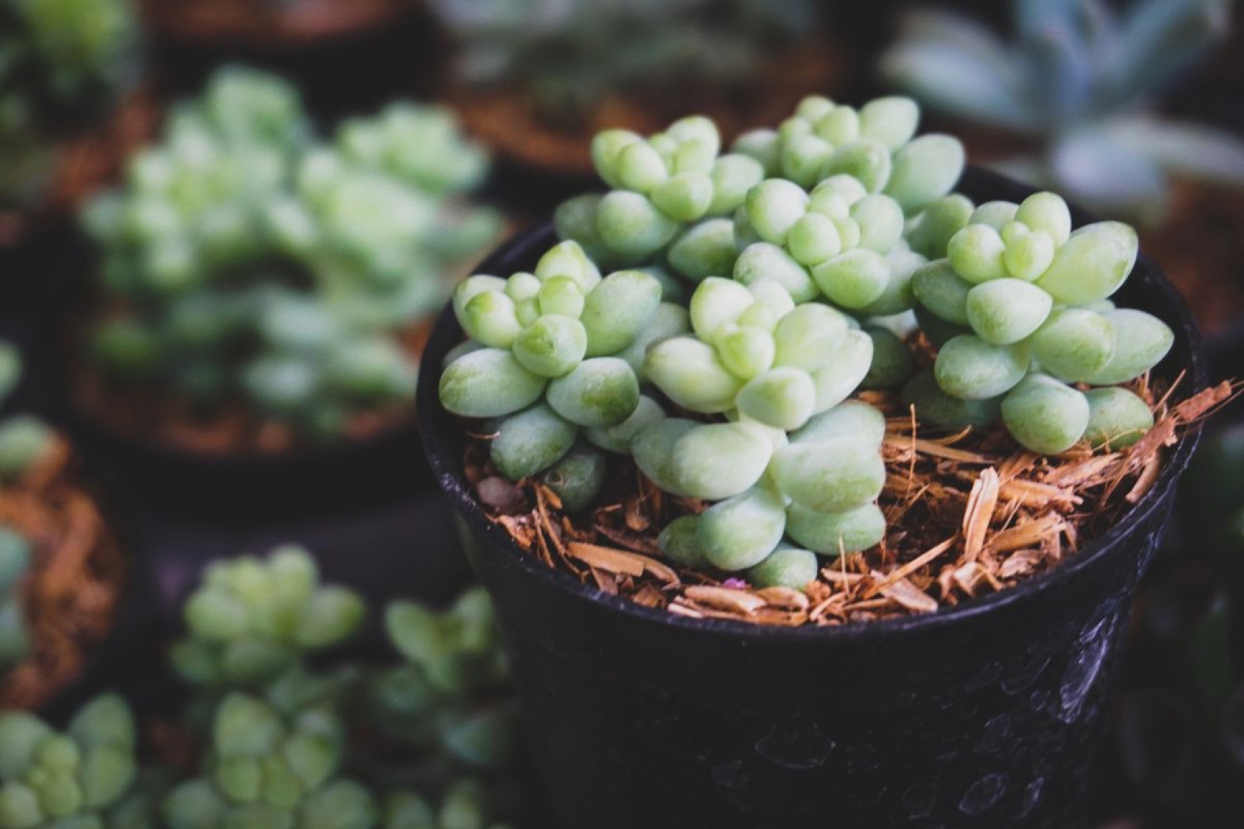 Planta suculenta