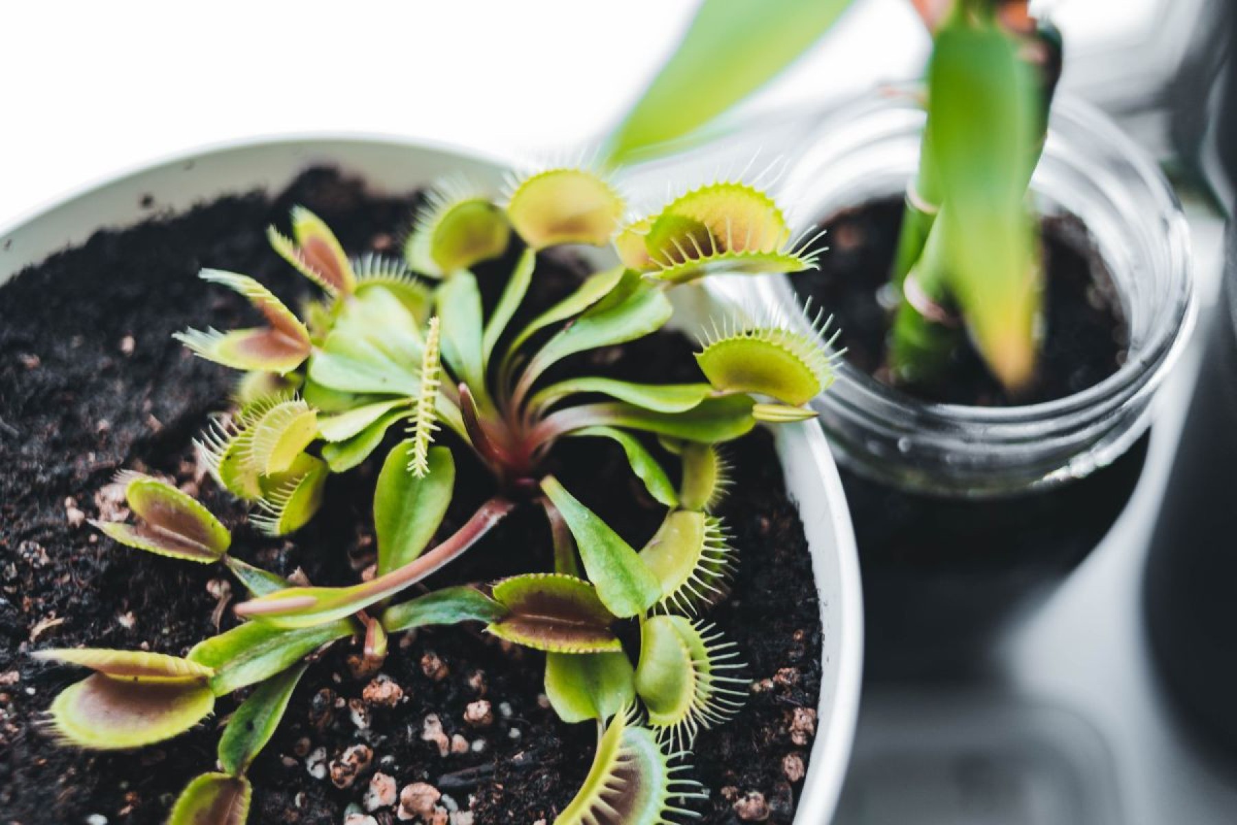 Plantas carnívoras 