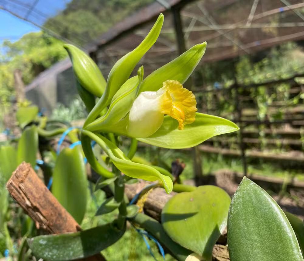 O aroma varia em concentração de espécie para espécie e também de acordo com o local de cultivo da planta. Assim, a Vanilla planifolia apresenta valores mais elevados dessa substância, sendo, portanto, a mais cultivada.
