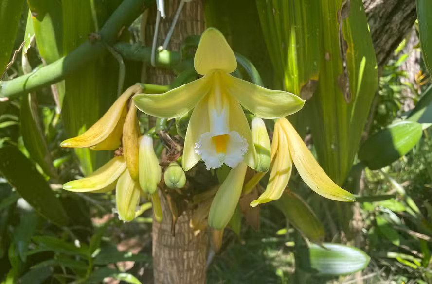 A planta necessita de sombra, não podendo, portanto, ser cultivada em áreas abertas. Atualmente, o maior produtor de baunilha é Madagascar, seguido de Indonésia, China e México.