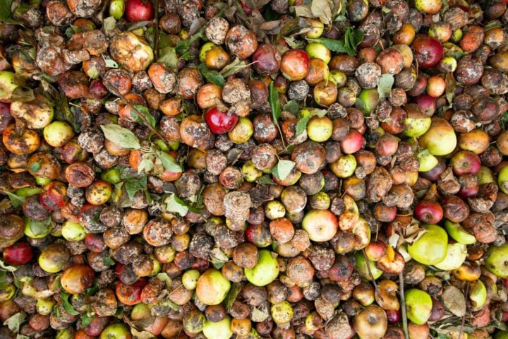 Pensando na sustentabilidade, a Coreia do Sul implementou um sistema eficaz de reciclagem de resíduos alimentares.-Marek Studzinski/Unsplash