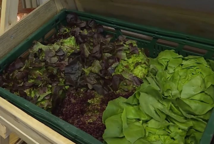 Na Alemanha, existem bancos de alimentos que recolhem restos de comida com o intuito de distribuir para pessoas carentes ou em situação de rua.-reprodução/youtube
