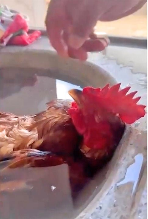 O galo viralizou nas redes sociais ao tirar um cochilo na pia cheia de água. E muita gente achou que ele estava morto. Mas a tutora Geovana esclareceu: 