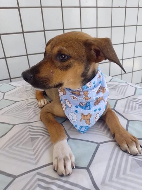 Refresque o ambiente - Use ventiladores, ar-condicionado ou abra janelas para ventilação. Nos casos de calor extremo, borrife água no animal ou ofereça toalhas úmidas para ajudá-lo a se refrescar.-Reprodução do Site Metrópole