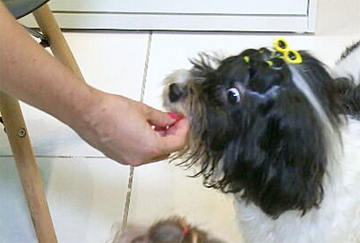 Forneça alimentos leves - Prefira rações ou alimentos que não exijam esforço para mastigar nos dias quentes. O calor reduz o apetite dos animais, então divida as porções ao longo do dia.-Reprodução/TV Globo