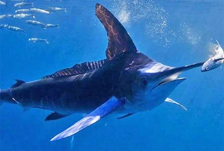 Os peixes-espada adultos podem atingir tamanhos impressionantes, com até 4,5 metros de comprimento e mais de 500 kg de peso, embora espécimes menores sejam mais comuns.
