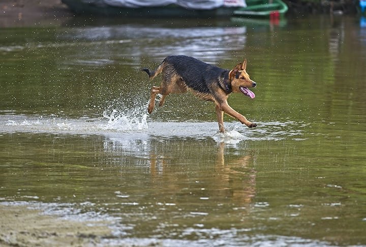 Planeje atividades aquáticas - Para cães que gostam de água, permita que se refresquem em piscinas rasas ou banhos rápidos. Certifique-se de que eles estejam sempre supervisionados para evitar acidentes. O passeio também pode ser em riachos com acesso autorizado para animais em ambientes naturais abertos. - Flickr Manoel Moraes Jr