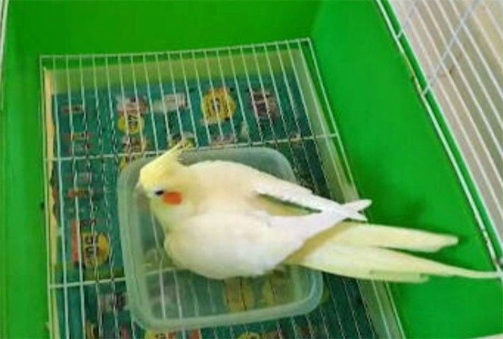 Diversas outras espécies de animais de estimação buscam soluções para escapar do calor. Esta calopsita se refresca em uma bacia de água em cima do freezer.- Reproduções de vídeo TV Globo