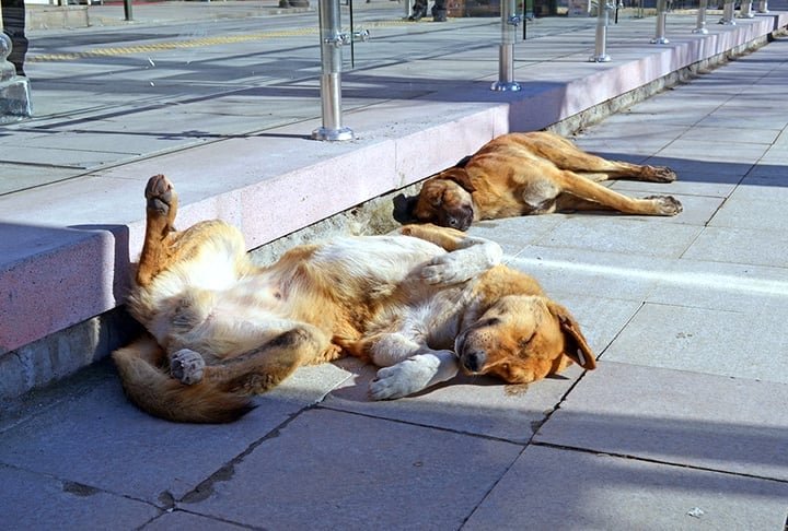 Proteja da exposição prolongada ao sol - Evite deixar o animal exposto ao sol por períodos longos, principalmente sem água ou sombra. O risco de insolação e queimaduras aumenta significativamente.-