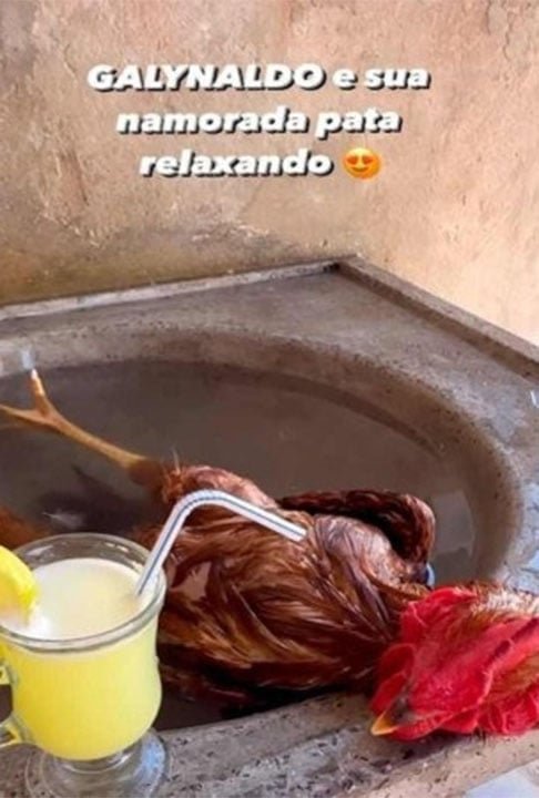 Chamado de ‘Galynaldo’ , o animal deu uma refrescada na 'banheira improvisada'.  No Tik Tok, o vídeo logo ultrapassou sete milhões de visualizações, 600 mil curtidas e 13 mil comentários.- Reprodução de Vídeo do Tiktok