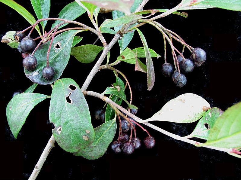 Fruta pouco conhecida ajuda até a preservar o coração ; conheça