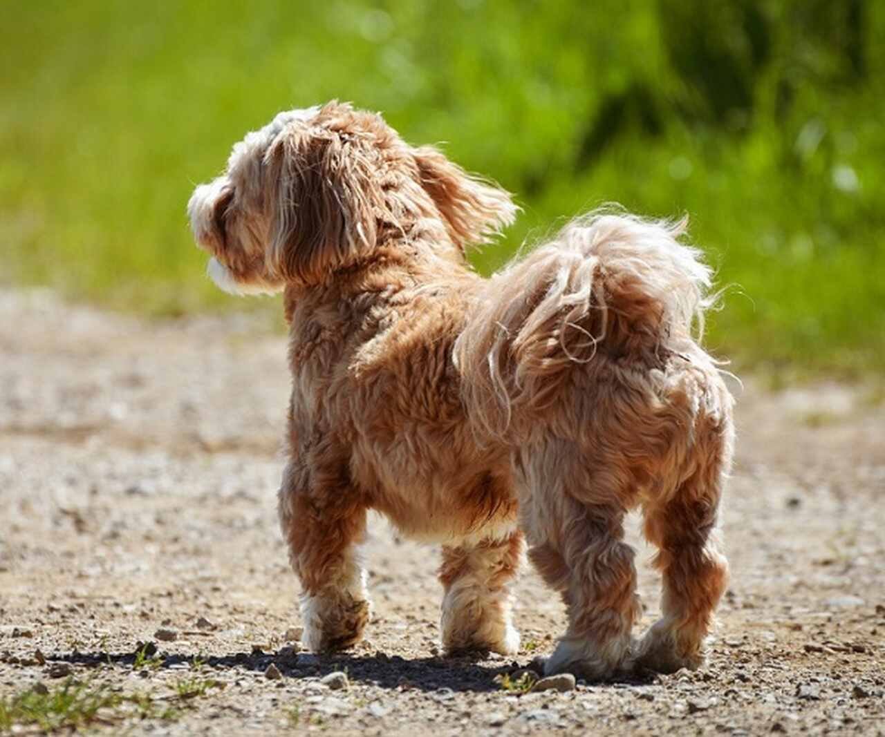 Ofereça sombra adequada - Proporcione espaços sombreados para os animais descansarem, especialmente em áreas externas. Tendas, árvores ou áreas cobertas são essenciais para proteção do calor direto.-Pixabay