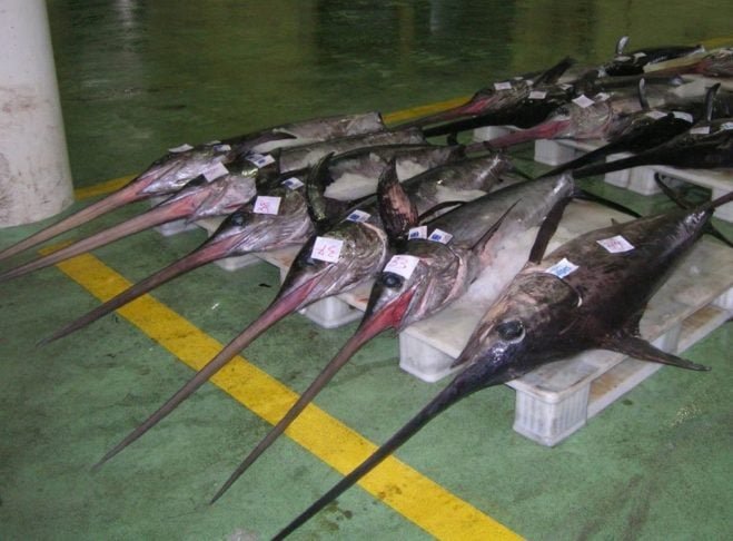Uma das características mais marcantes do peixe-espada é o prolongamento de sua mandíbula superior em forma de espada ou lança, que pode representar até um terço do comprimento total do corpo.
