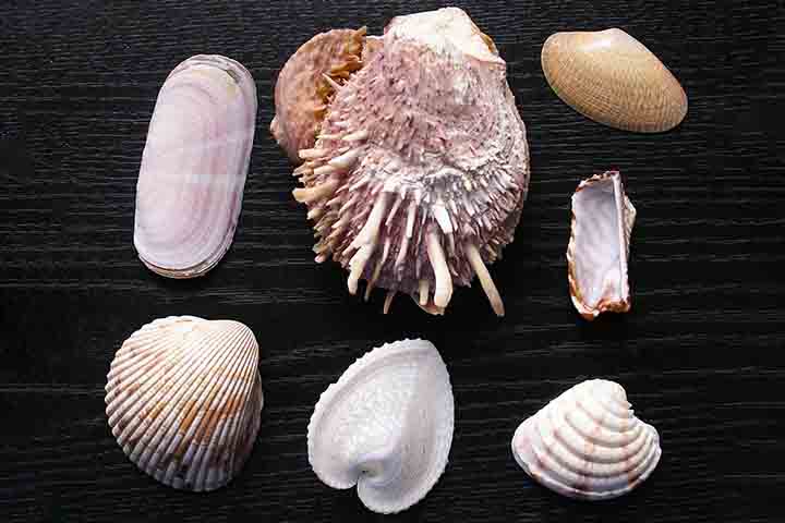 Confira a importância das conchas para o ecossistema marinho