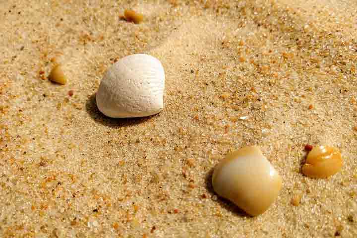 Por outro lado, pesquisadores também notaram que o inverno era o período do ano em que elas eram encontradas em maior número. Isso indica a relação entre a disposição delas pela local e o fluxo de turistas na praia