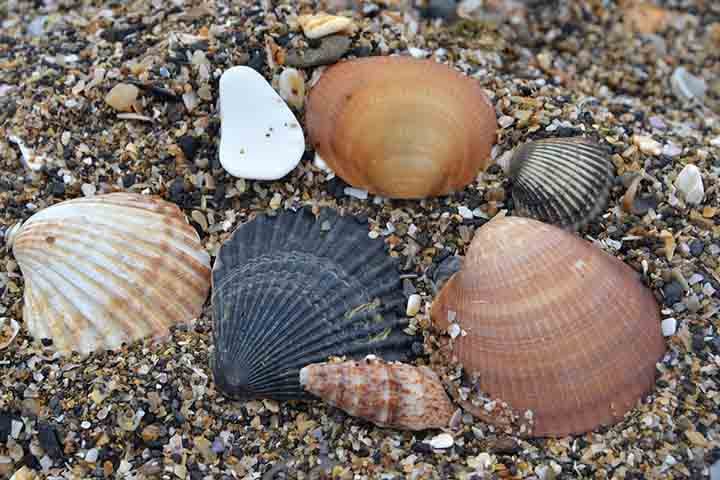 Ostras, mariscos, vieiras e mexilhões, por sua vez, apresentam conchas com duas metades unidas por um dos lados. Elas recebem o nome de moluscos bivalves.