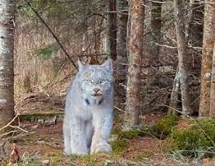 Felino raro é avistado em floresta dos estados unidos