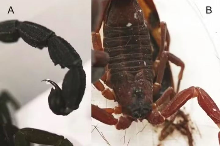 Diferente da picada convencional, a pulverização permite que o escorpião dispare um jato tóxico para afastar predadores, mirando especialmente olhos e nariz.