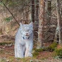Felino raro é avistado em floresta dos estados unidos - reprodução