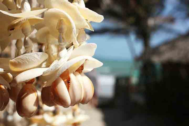 A retirada de conchas de praias tem causado impacto ambiental em vários países. Um exemplo deles é a Espanha, que teve sua população de peixes reduzida em decorrência desse fenômeno.