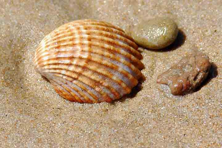 Por serem compostas por carbonato de cálcio (CaCO3), as conchas também devolvem esse material ao oceano, permitindo que ele seja 