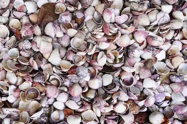 Elas podem abrigar algas e caranguejos-ermitões e atuar como substrato para plantas marinhas. Além de promover a estabilidade do ambiente marinho e servir como material para construção de ninhos de aves.
