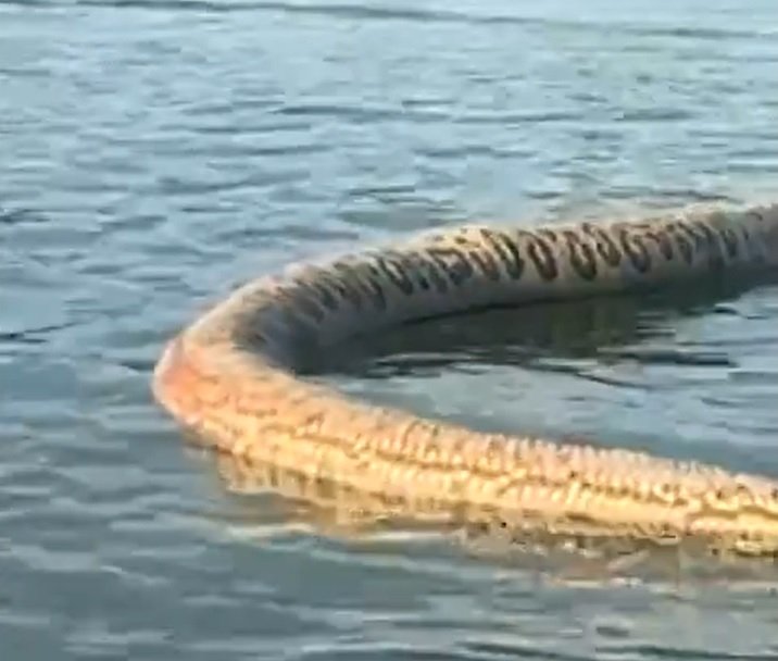 Embora o animal estivesse morto, o comerciante faz um alerta em tom de brincadeira enquanto filma a carcaça do bicho:  