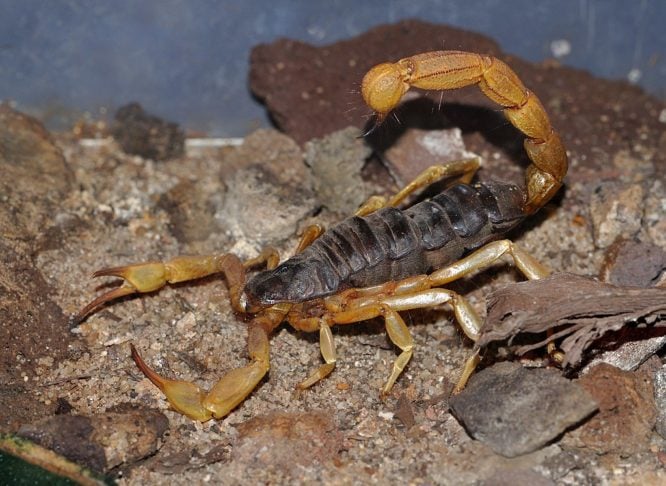 Entre as principais espécies, destaca-se o Androctonus australis, conhecido como escorpião-amarelo, encontrado no norte da África e no Oriente Médio. 