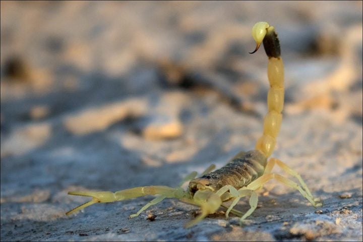Já o Leiurus quinquestriatus, o escorpião-da-morte, também encontrado no Oriente Médio e na África, tem um veneno extremamente potente, capaz de causar sérios danos ao sistema nervoso humano.
