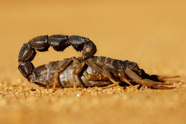 Diferente da maioria dos fósseis de aracnídeos da época, que são preservados em âmbar, este foi encontrado em sedimentos, uma condição rara devido ao habitat desses animais.