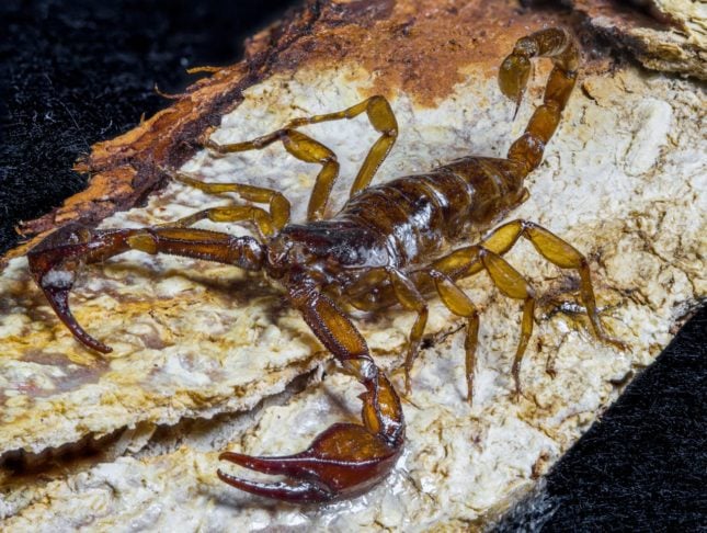 No entanto, como o fóssil não está completamente preservado, sua posição exata na cadeia alimentar do ecossistema do Cretáceo Inferior, que incluía pássaros primitivos, mamíferos e dinossauros, ainda é incerta.