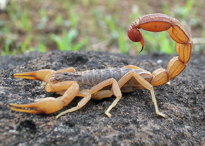 Os escorpiões são artrópodes da classe Arachnida e pertencem à ordem Scorpiones. Eles são conhecidos por seu corpo segmentado, oito patas e uma cauda curva que termina em um ferrão venenoso.