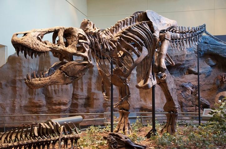 O Jehol Biota é conhecido por preservar fósseis raros do Cretáceo Inferior, incluindo dinossauros emplumados, aves primitivas e plantas pré-históricas.