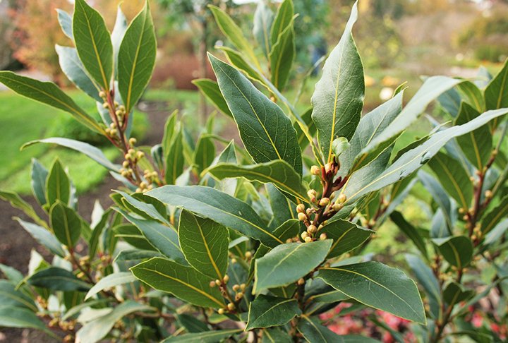 A erva também ajuda a regular o açúcar do organismo, sendo um elemento de combate à diabetes. 