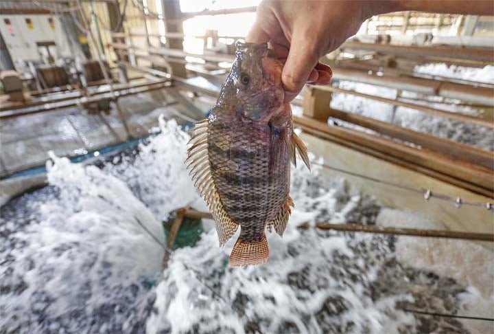 Tilápia - Um peixe bastante popular no Brasil, a Tilápia, também chamada de 