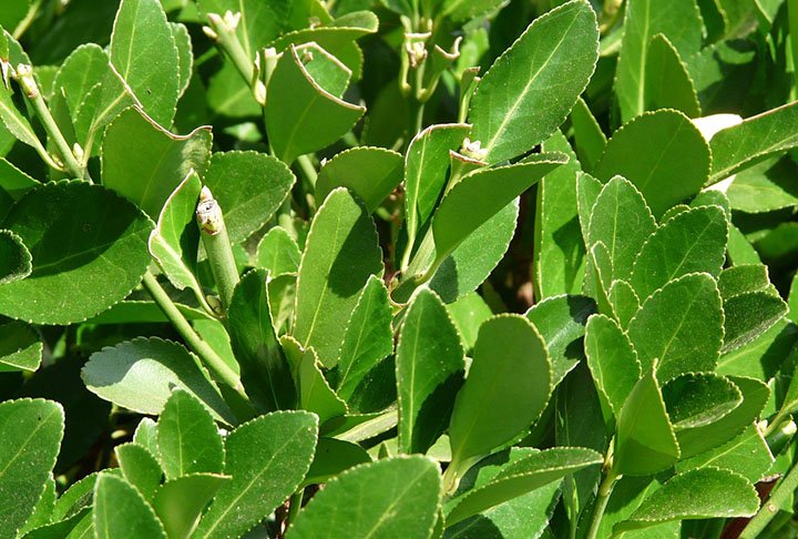 O louro não se adapta bem a áreas molhadas. Por isso a terra deve estar apenas úmida e não é necessário regar com frequência. 