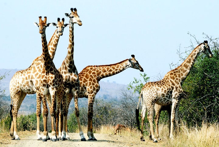 As girafas são carinhosas e atenciosas com os filhotes o tempo inteiro. As mães vigiam as crias de perto para protegê-las contra a ameaça de predadores.