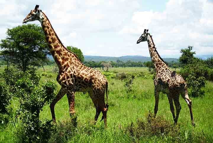 GIRAFAS - Vivem em savanas e florestas abertas na África, com expectativa de vida de 20 a 25 anos. A gestação dura 15 meses, com 1 filhote nascendo por vez, normalmente a cada 2 anos.