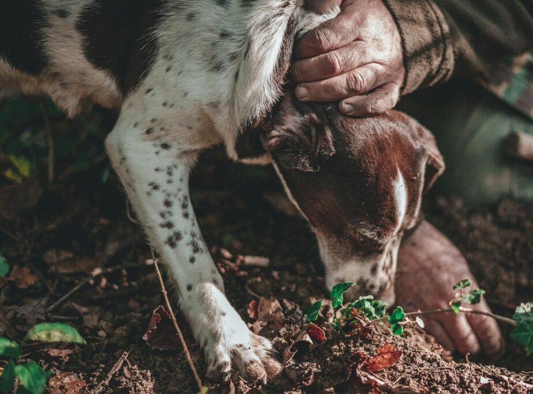A colheita é feita manualmente, com a ajuda de cães farejadores treinados para identificar o aroma inconfundível da iguaria.