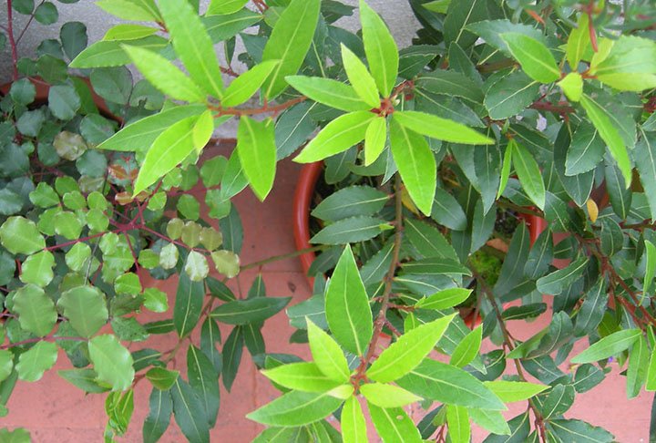 Ou pode plantar em vaso, num espaço mais reduzido. Para isso, use um vaso médio, já que as folhas ficam com cerca de 15 cm.