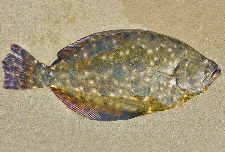 Linguado - É um peixe delicado, com filés finos, ideal para os que preferem carnes mais leves. Assim como o salmão, o linguado é excelente fonte de ômega-3, além de conter quantidades significativas de minerais como zinco e ferro.