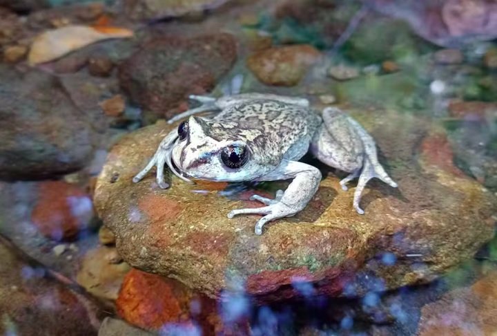 O anfíbio foi inicialmente encontrado pelo entomologista francês Philibert Germain em 1893 e descrito oficialmente em 1902, pelo naturalista alemão Rodulfo Amando Philippi.