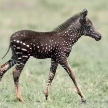 Pra quem não viu: Zebra africana é avistada sem listras e com bolinhas - Reprodução Instagram fotógrafo Frank Liu 