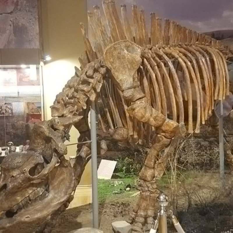 Unicórnio existiu de verdade? Pesquisadores descobrem fóssil de animal com um só chifre - Altes wikimedia commons 