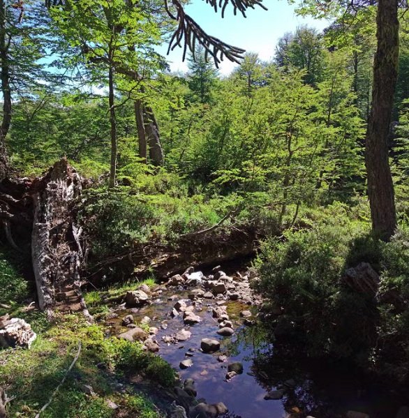 Entre 2023 e 2024, novas expedições finalmente confirmaram sua existência, permitindo a obtenção dos primeiros dados biológicos e ecológicos da espécie.